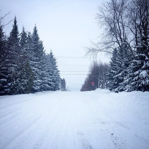 Find momo in the frozen burbs.