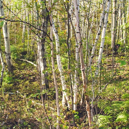 Find Momo in the forest. Happy Friday! (at Rotary Park Trail)