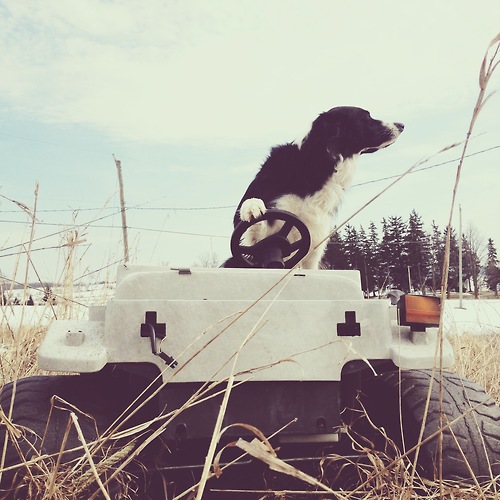 
If you just got the Internet recently, let me tell you about an amazing project that has undoubtedly inspired me and momo to have so much fun. Theron Humphrey not only travels North America on a quest for social betterment, he also gets to hang out with my second favourite dog, Maddie.
He just started his book tour and is travelling the 50 states (again) to spread the word about the book, and about rescuing pets. If you enjoy Momo, you’ll adore Maddie. If you haven’t seen it already, visit Maddie on Things.
