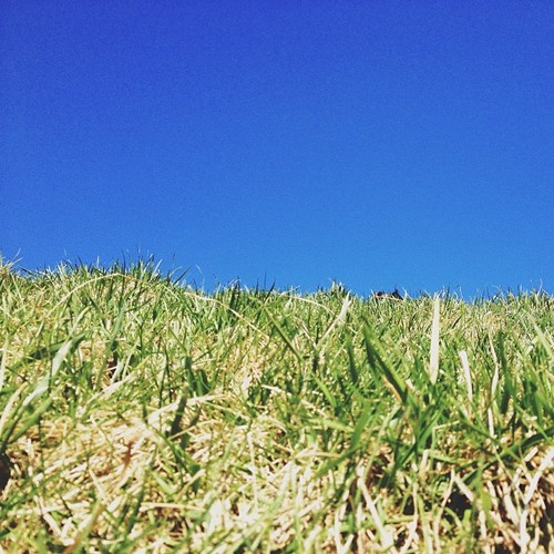 Find momo on a grass hill.