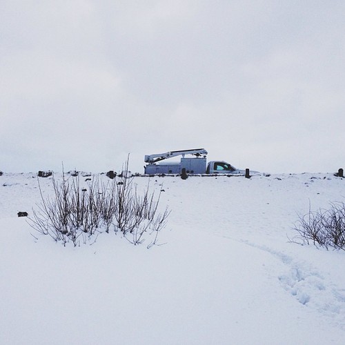 Find momo on a hillside.