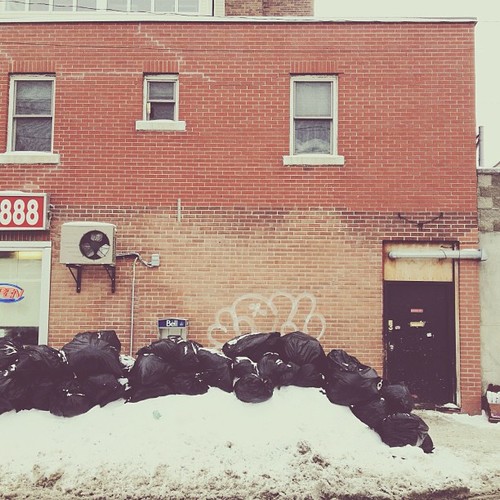 Find momo on too-much-garbage day.