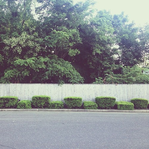 Find momo in some hedges! (at Lakehurst Diner)