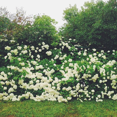 Find Momo in the flower garden. #findmomo  (at Wendys Desk)