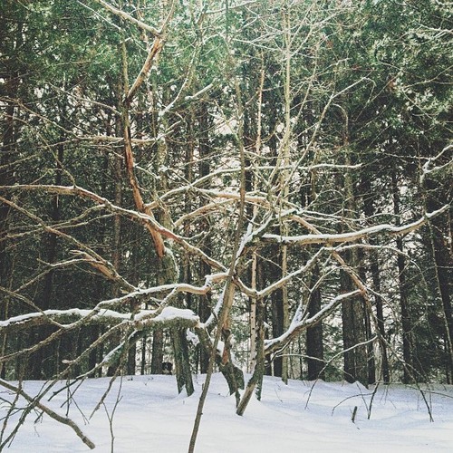 Find momo in this weird forest.