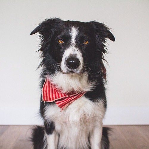 Found this in the archives from a series I took for the Find Momo book and I chuckled. #notimpressedface