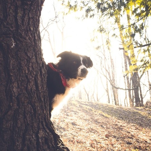 Momo, the glorious hiding border collie. ✨