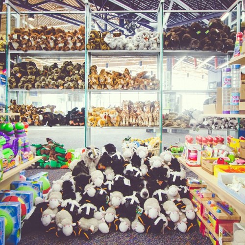 Find momo in the gift shop.  (at Science North)