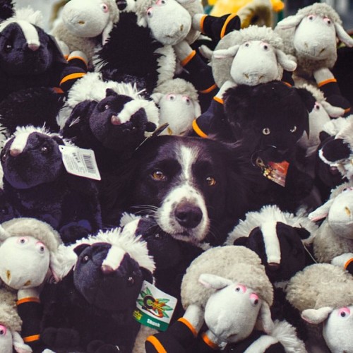 I had to share this close up I shot in the gift shop! Hope you like it as much as I do. #findmomo (at Science North)