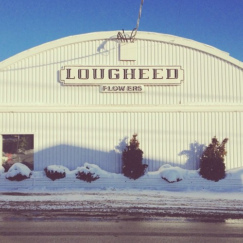 Find momo at a flower shop.