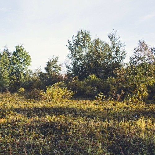 Find Momo in the thicket.