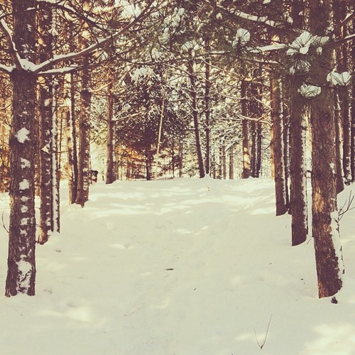 Find momo in the forest.