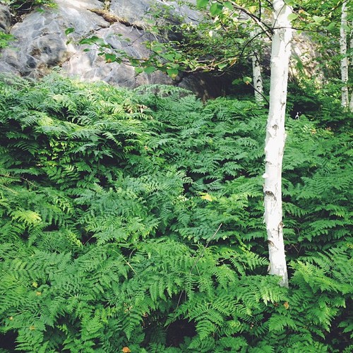 Find Momo in the ferns. #findmomo 🌿