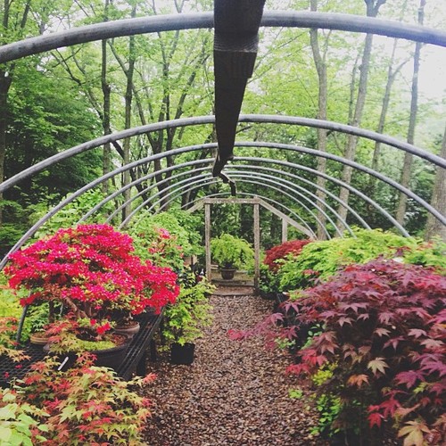 Find momo in a bamboo garden.