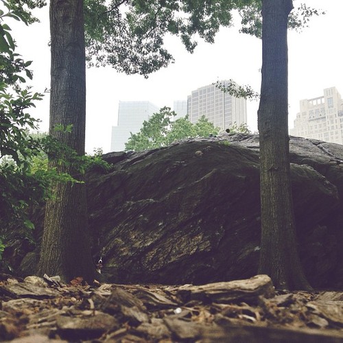Find momo in Central Park.