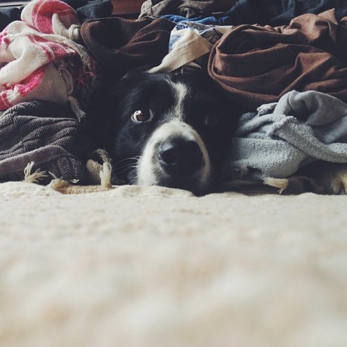 Thunder! ⚡It’s a scary day and Momo doesn’t want to play hide and seek. He just wants to hide. It’s also laundry day so I made him a hiding spot. #findmomo