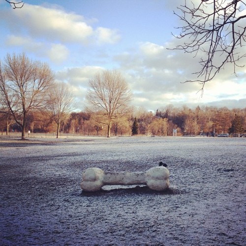 Find momo at a dog park.
You guessed it yesterday, I may have snuck a decoy in there. Thanks Razor, the super-fast, super-agile border collie!