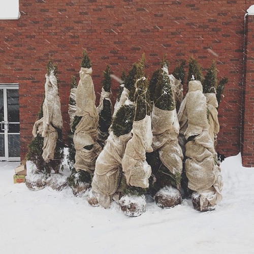 Find momo with some sleeping trees.