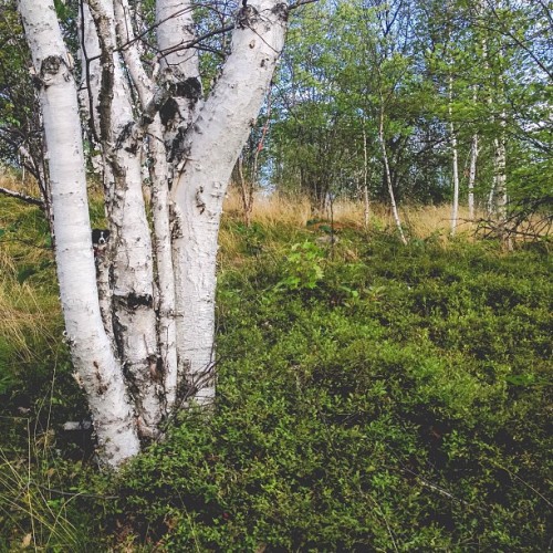 Find Momo in the forest. #findmomo