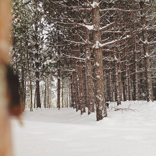 Find momo in the pines.