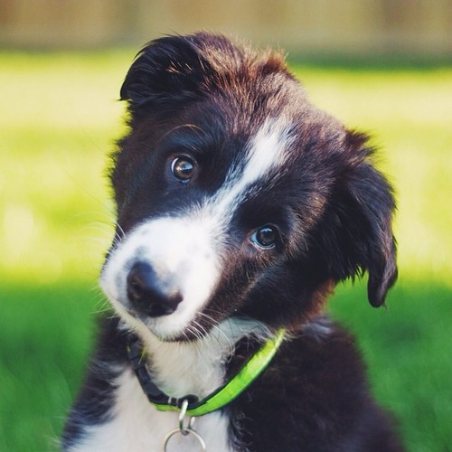 Here’s a #tbt for ya. Five and a half years ago I met this little guy and he changed my life. I took this photo in my back yard when he was 3 months old! #headtiltin