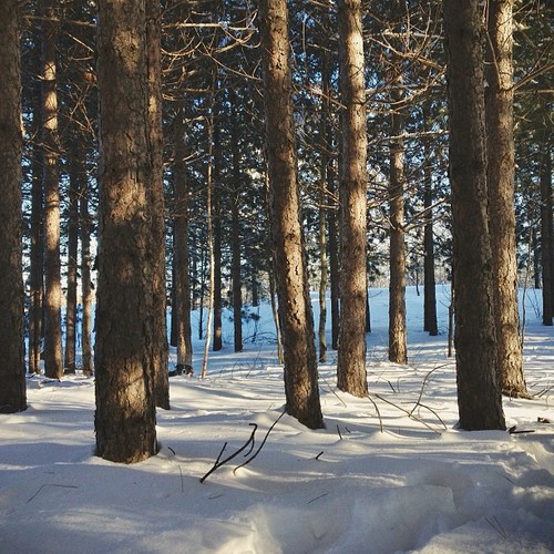 Find momo in the pine forest.