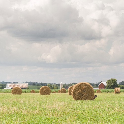 Find Momo in the hay bales. #findmomo
