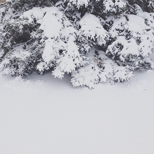 Find momo in a foot of snow.