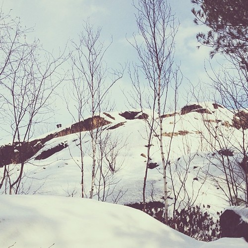 Find momo in a wintery forest.